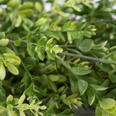 Indoor/Outdoor Trailing Buxus Artificial Green Wall Customization & Finishing Kit
