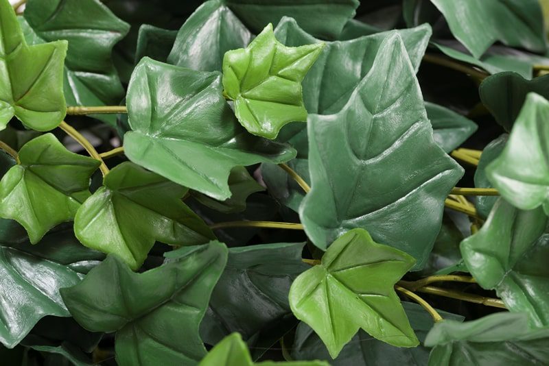 Indoor/Outdoor Ivy Artificial Green Wall Customization & Finishing Kit