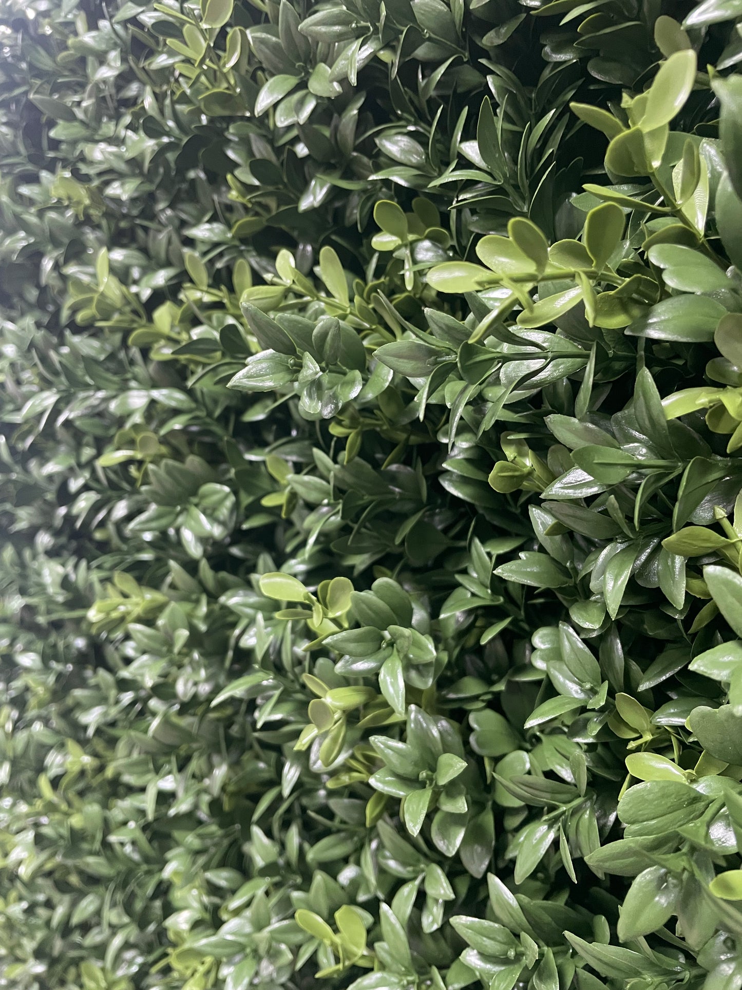 Artificial Luxury Buxus Wall on Stainless Steel Grid