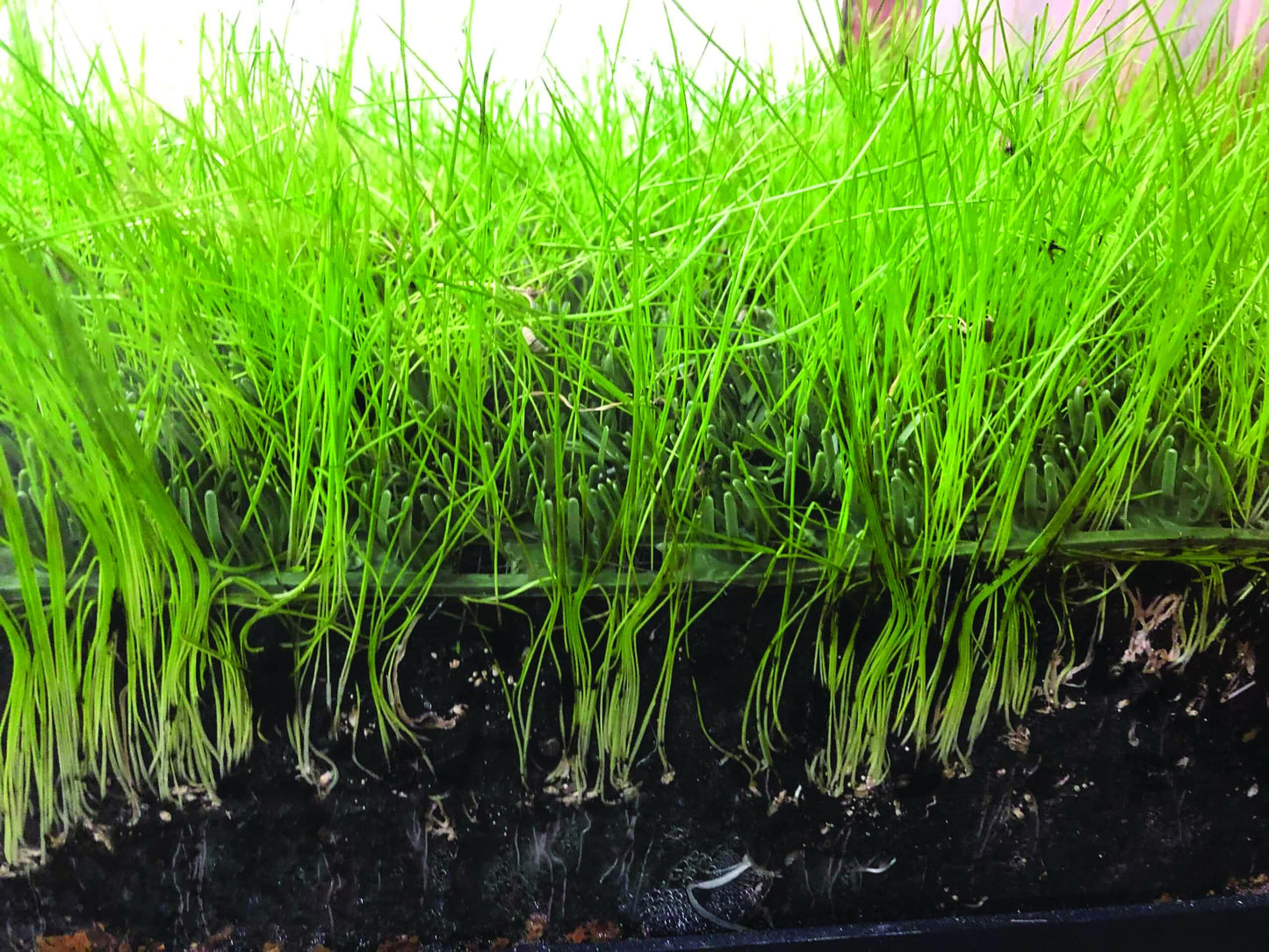 Shieldscape Hybrid Turf
