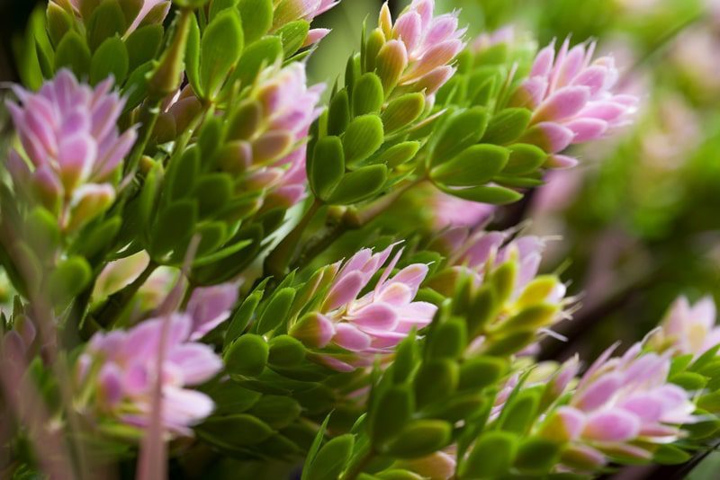 Indoor/Outdoor Pink Hops Artificial Green Wall Customization & Finishing Kit