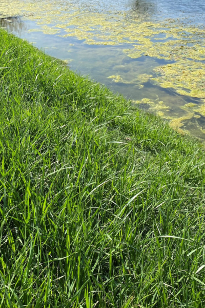 Shieldscape Hybrid Turf