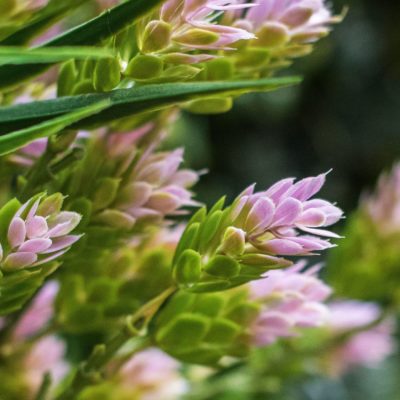 Indoor/Outdoor Pink Hops Artificial Green Wall Customization & Finishing Kit